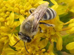 Imagem de Colletes speculiferus Cockerell 1927