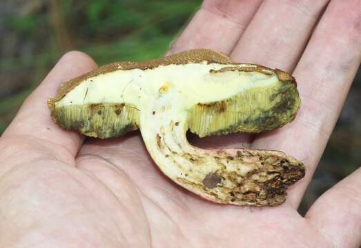 Image of Boletus brunneotomentosus B. Ortiz 2007