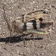 Image of Three-banded Grasshopper