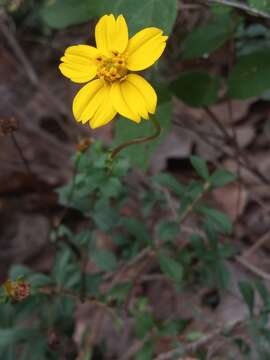 Image of Electranthera cuneifolia (Greenm.) Mesfin, Crawford & Pruski