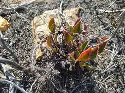 Image of Pelargonium ovale (Burm. fil.) L'Her.