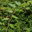 Image of Rubus tephrodes Hance