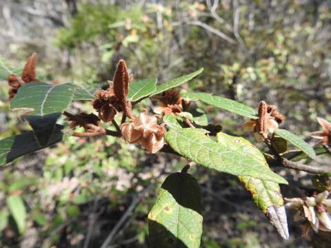 Imagem de Lasiopetalum macrophyllum R. Grah.