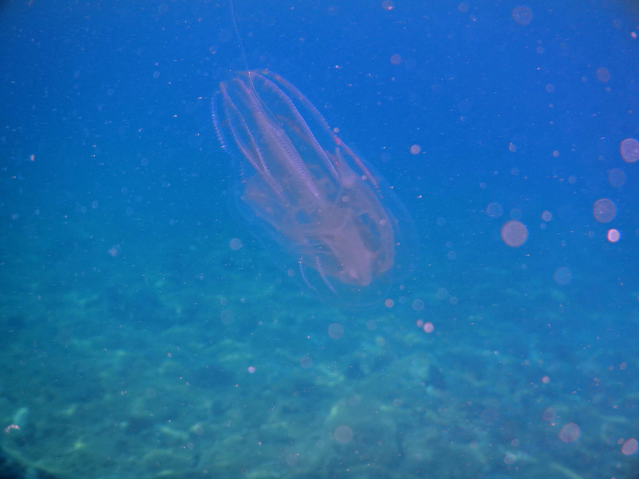 Image of vitreous lobate comb-jelly