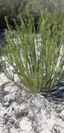 Plancia ëd Leucadendron linifolium (Jacq.) R. Br.