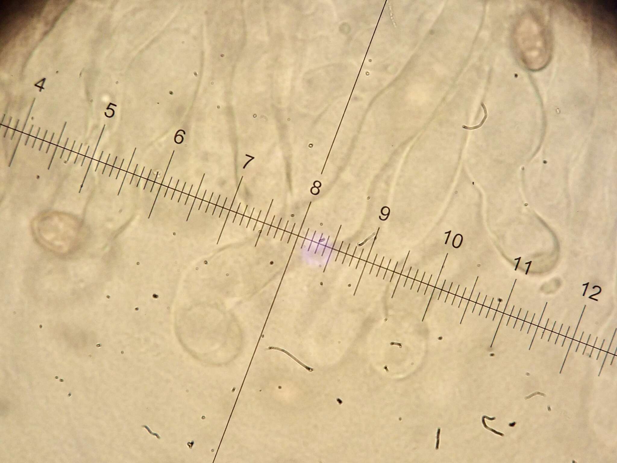 Image of Hypholoma ericaeoides P. D. Orton 1960