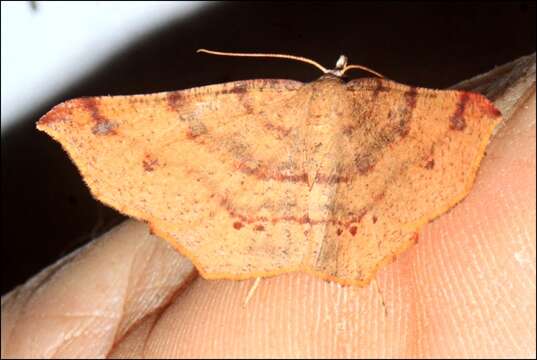 Image of Rhinodia rostraria Guenée 1858