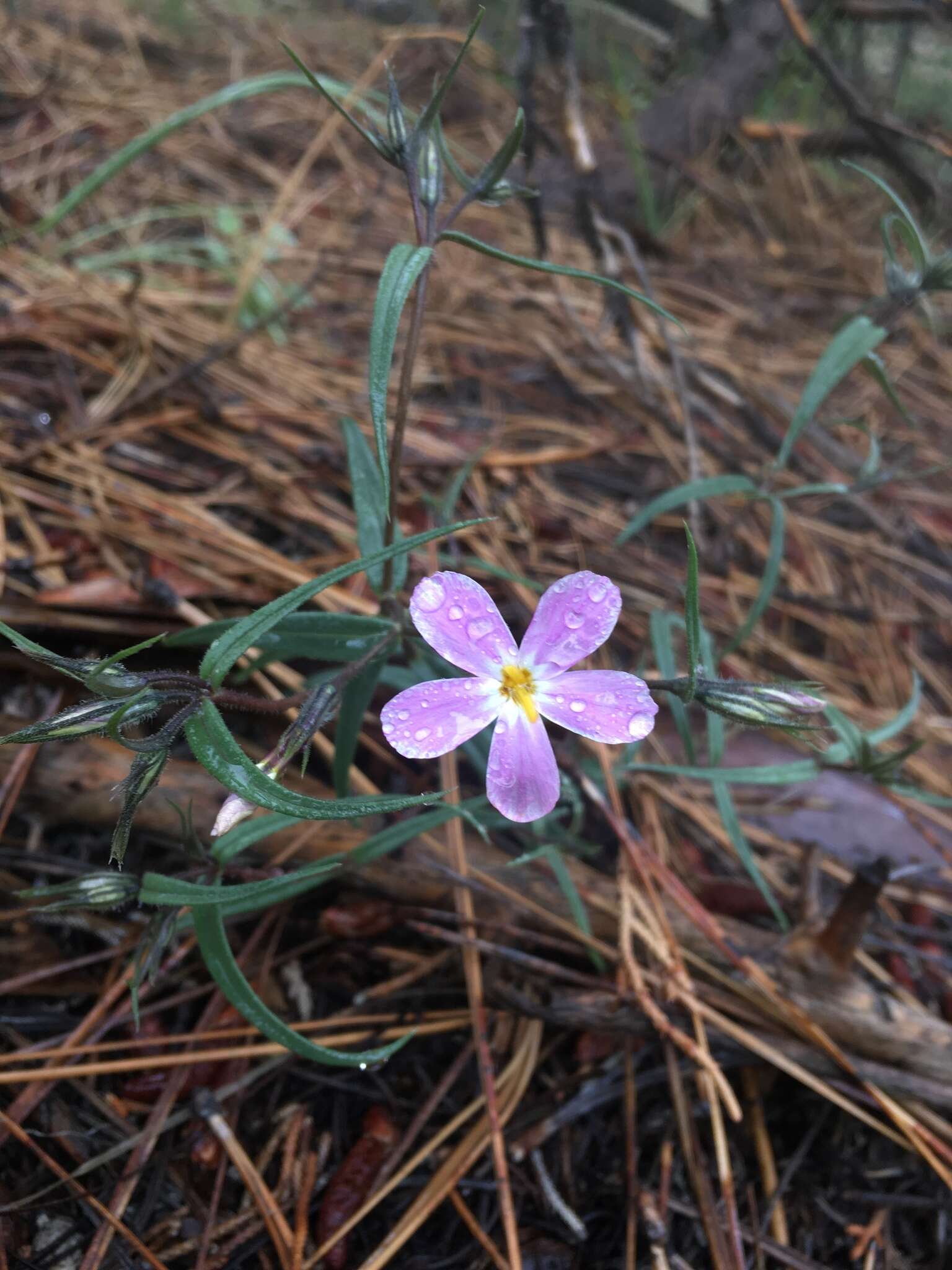 Image of Big Bear Valley phlox