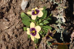 Image of Diascia bicolor K. E. Steiner