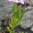 Image of Catharanthus coriaceus Markgr.