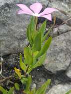 Image of Catharanthus coriaceus Markgr.