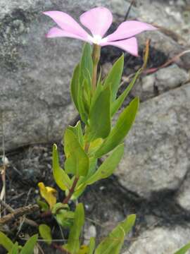 Catharanthus coriaceus Markgr. resmi