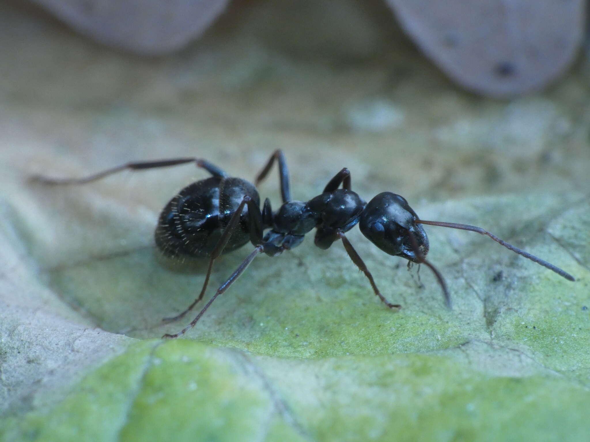 Image of Formica gagates Latreille 1798