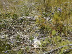 Image of Psoralea speciosa Eckl. & Zeyh.