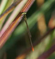 Imagem de Agriocnemis pygmaea (Rambur 1842)