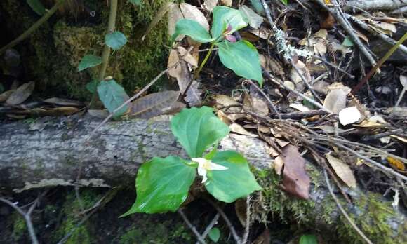 Image of Pacific trillium