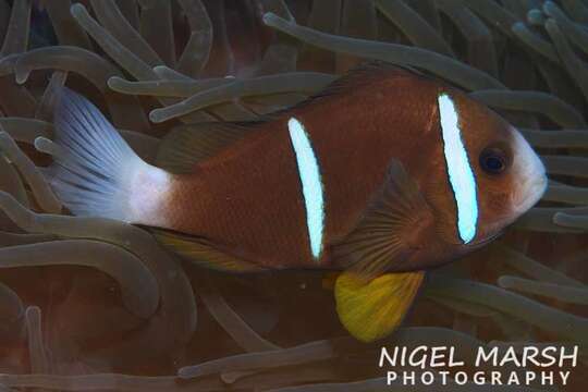 Image of Barrier Reef Anemonefish