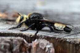 Plancia ëd <i>Laphria gibbosa</i>