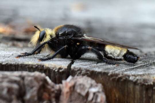 Imagem de <i>Laphria gibbosa</i>