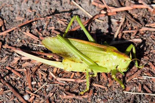 Image of upland green bush-cricket