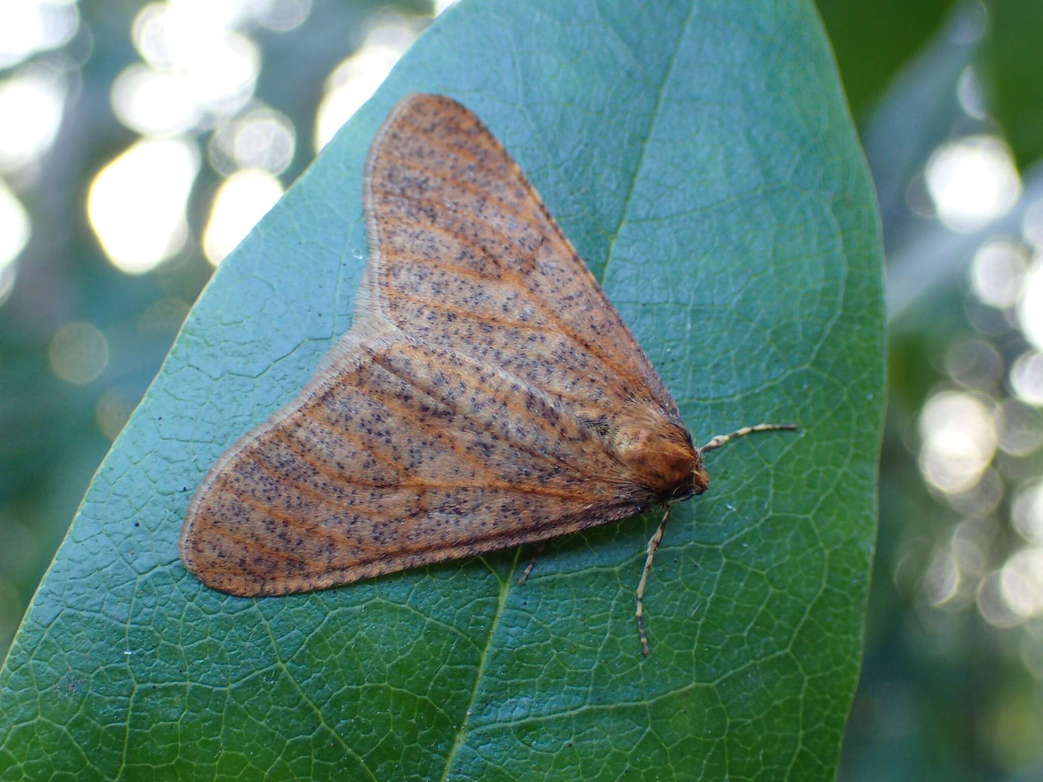 Image of mottled umber