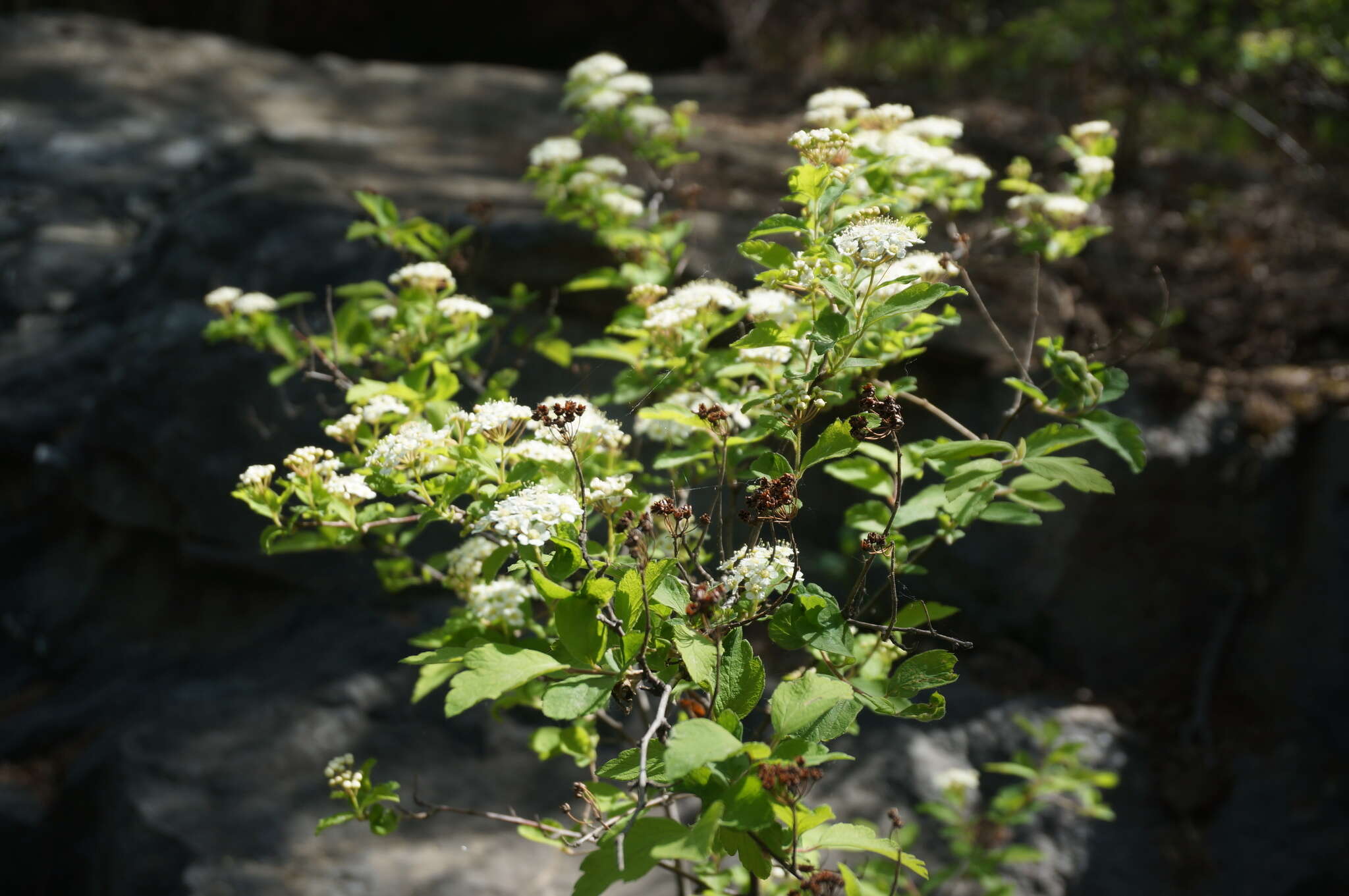 Image of Spiraea pubescens Turcz.