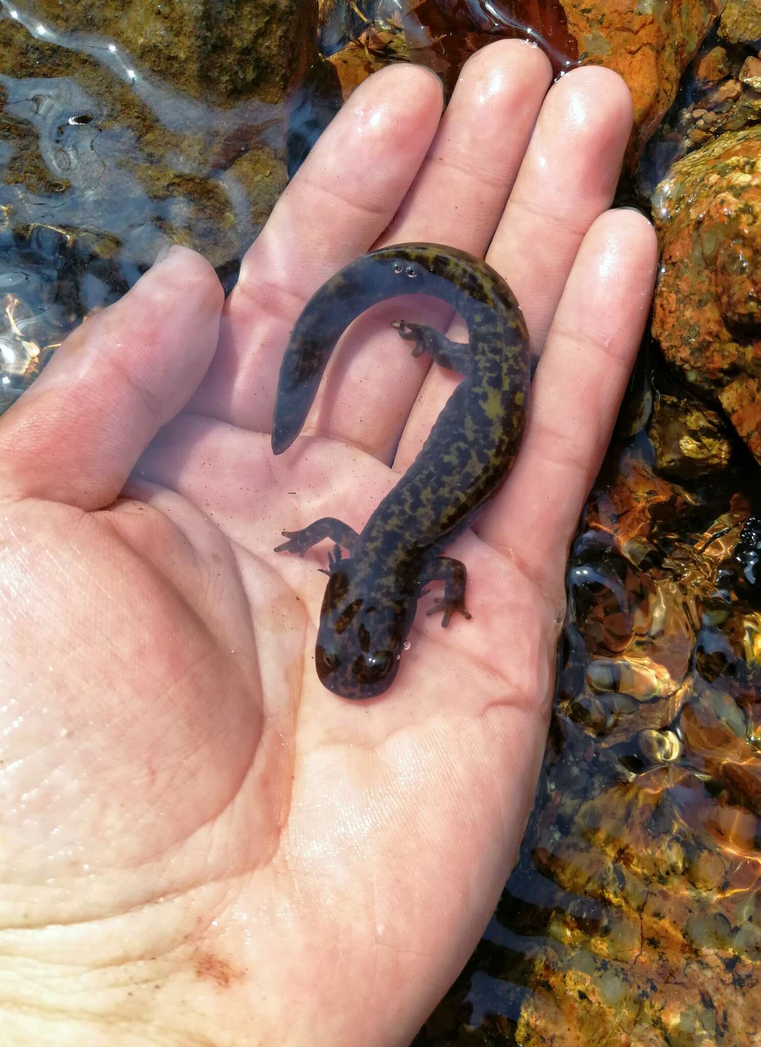 Image of Sichuan salamanders