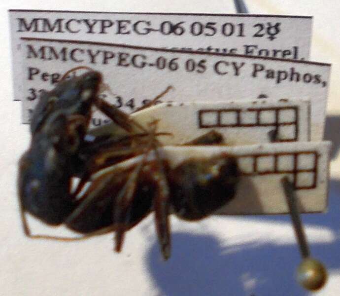 صورة Camponotus sanctus Forel 1904