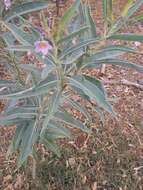 Imagem de Solanum glaucophyllum Desf.