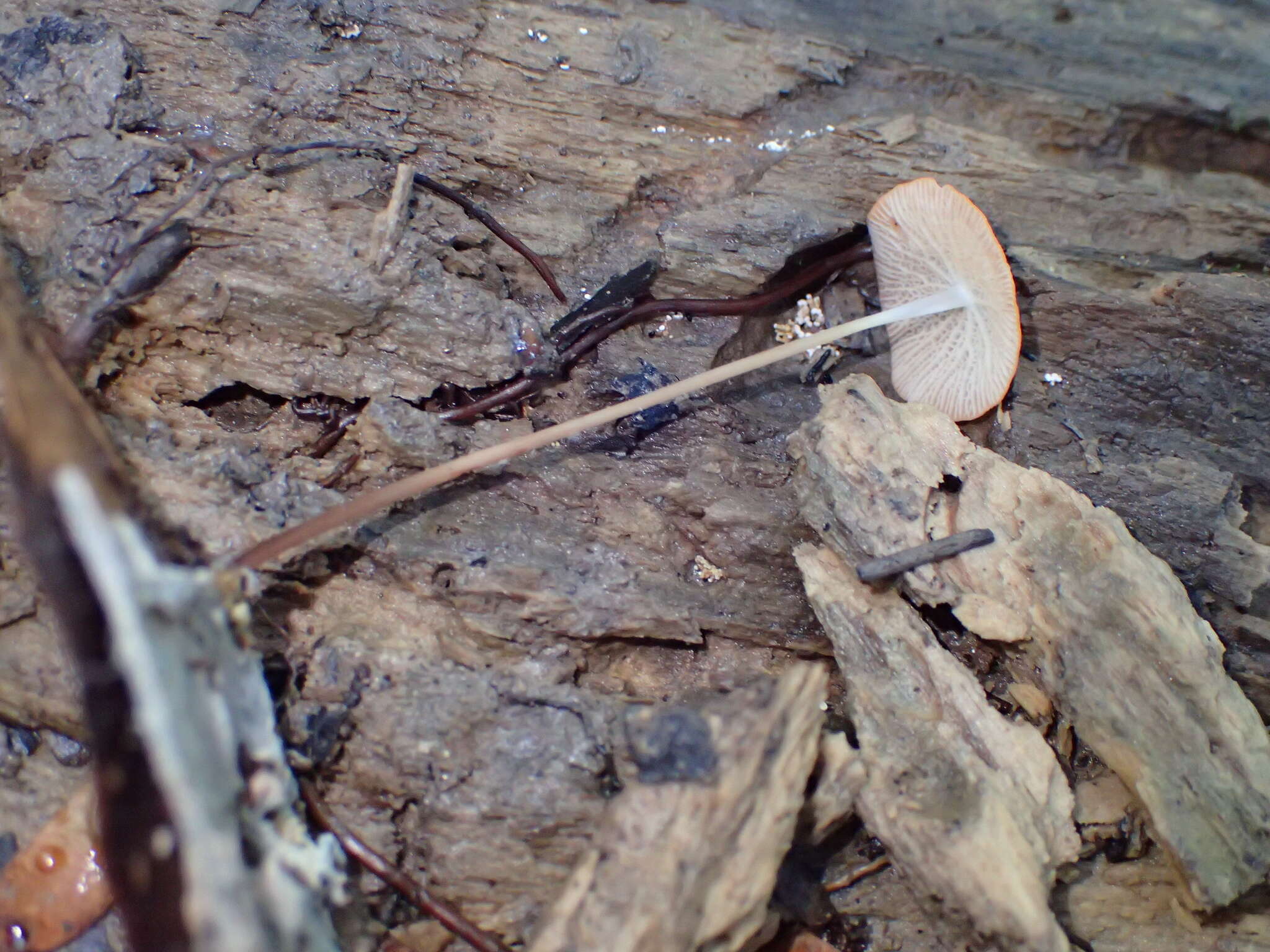 Image of Marasmius cladophyllus Berk. 1856