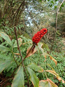 Arisaema serratum var. serratum的圖片