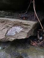 Image of frosted lichen