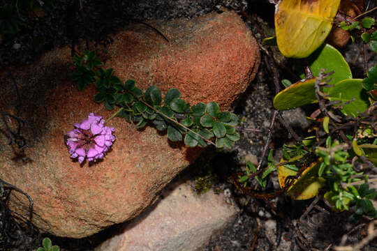 Imagem de Indigofera mauritanica (L.) Thunb.