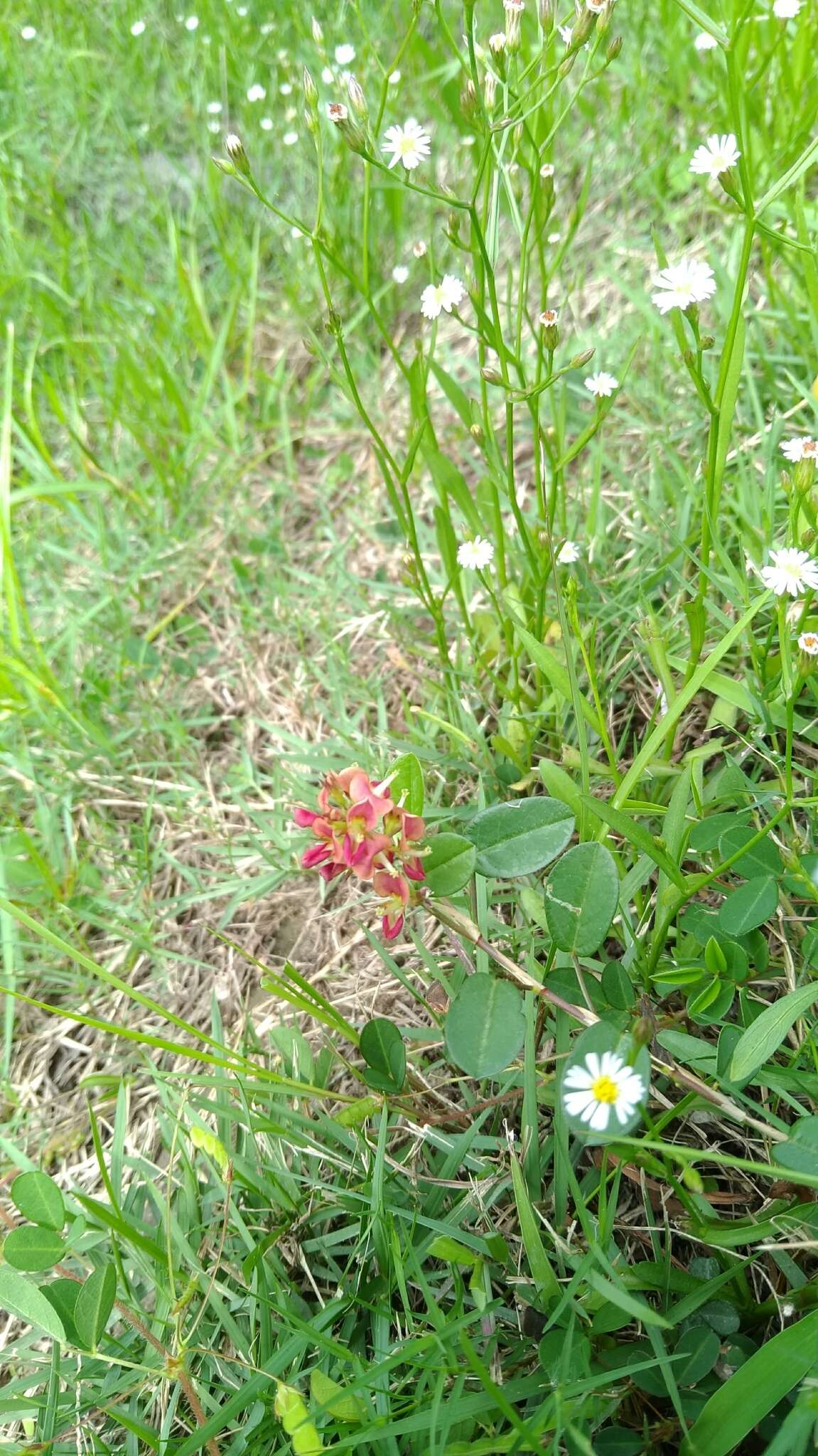 Plancia ëd Alysicarpus vaginalis (L.) DC.