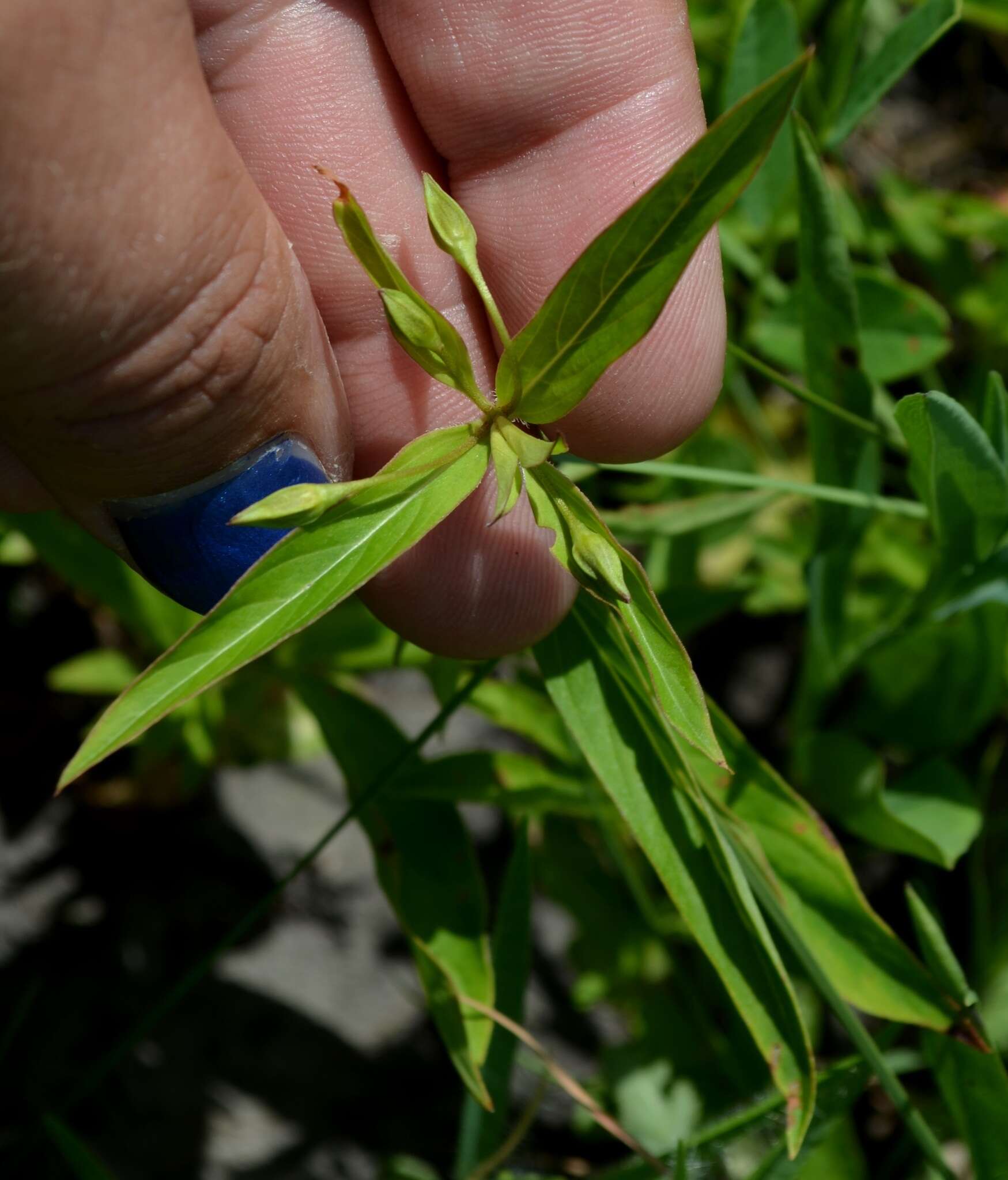 Image of fringed loosestrife