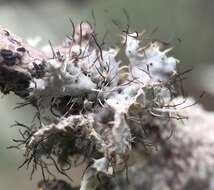 Image of shield lichen