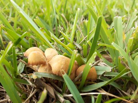 Image of Marasmius vagus