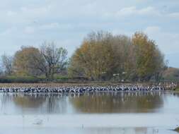 Image of Sandhill Crane