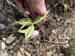 Image of sidecluster milkweed