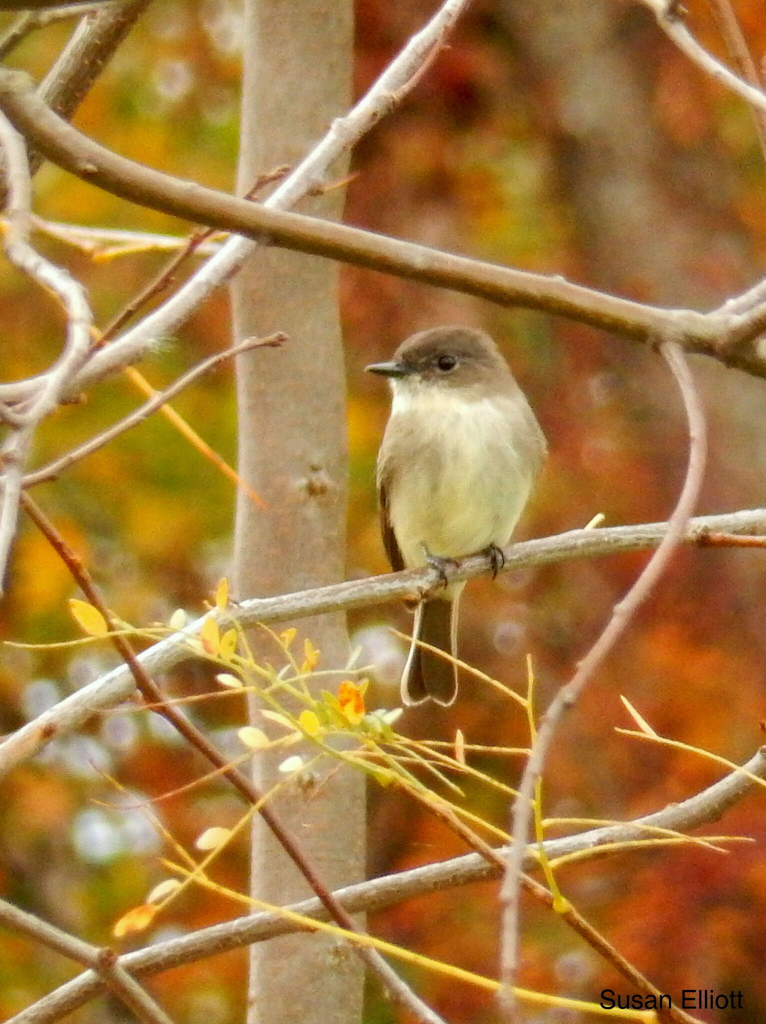 Image of Eastern Phoebe