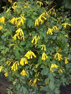 Image of yellow corydalis