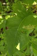 Image of Liriomyza taraxaci Hering 1927