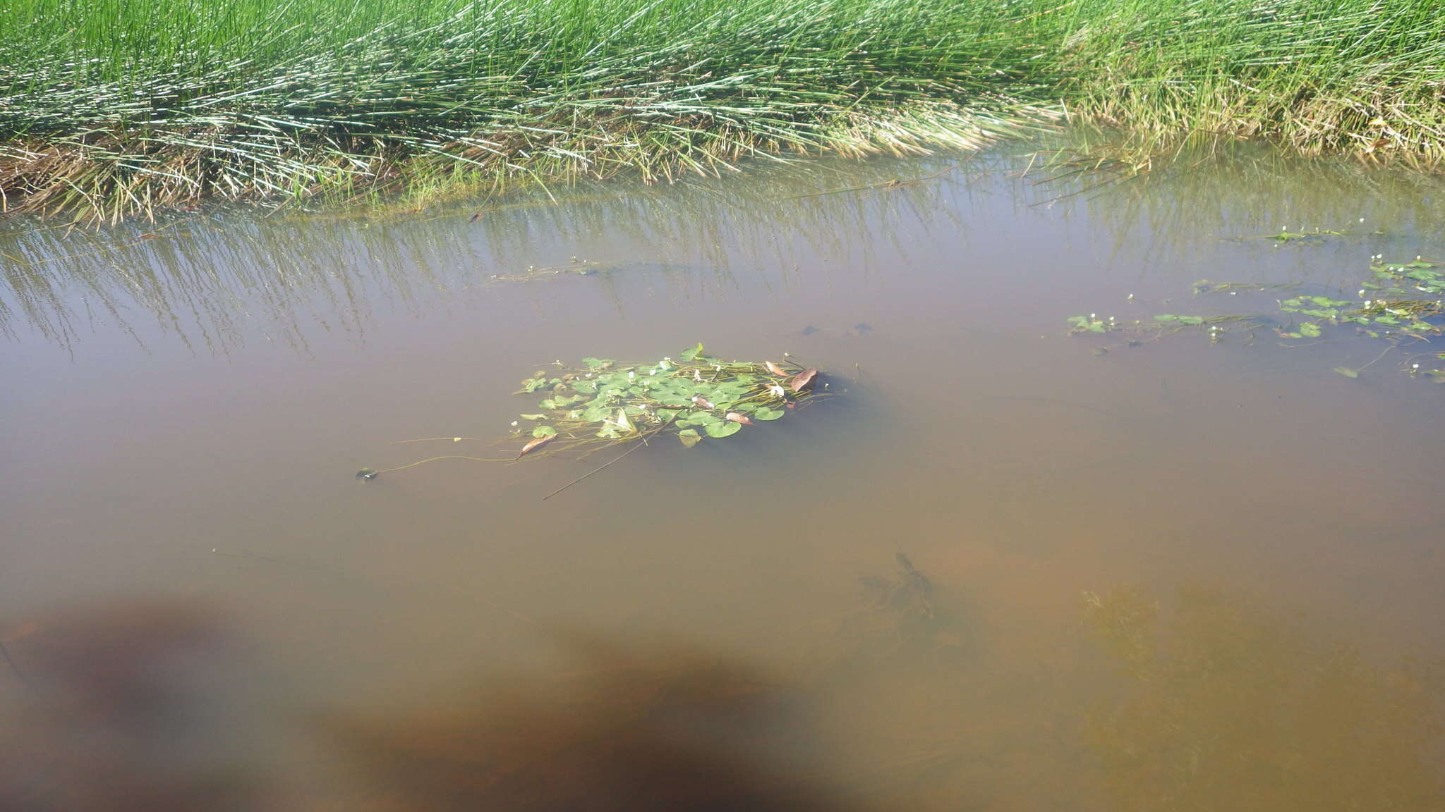 Image of Sagittaria guayanensis subsp. lappula (D. Don) Bogin