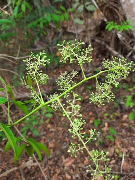 Image de Spondias tuberosa Arruda