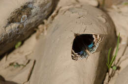 Image de Junonia orithya Linnaeus 1764