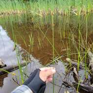 Image of Torrey's bulrush