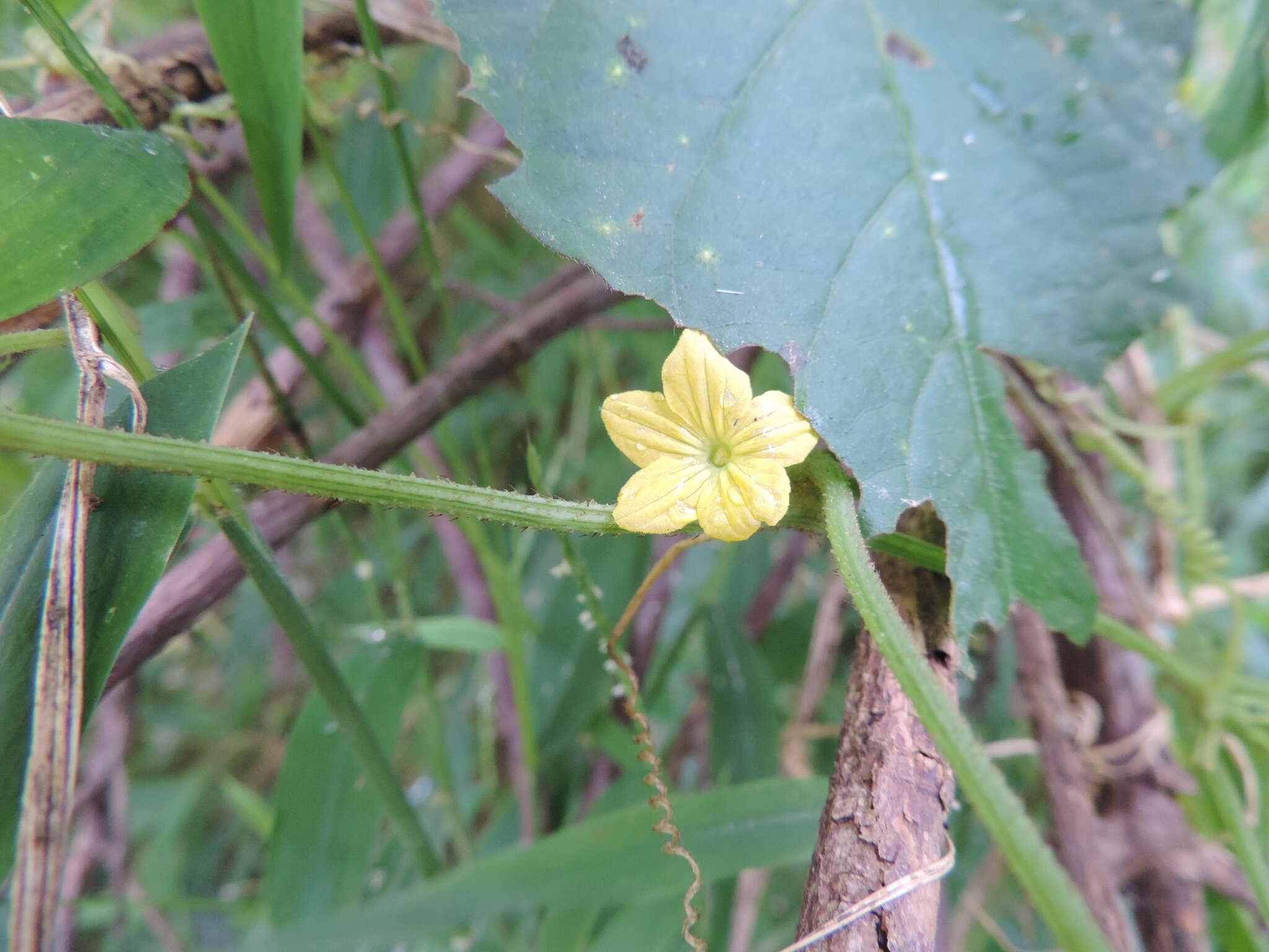 Plancia ëd Cucumis oreosyce H. Schaef.