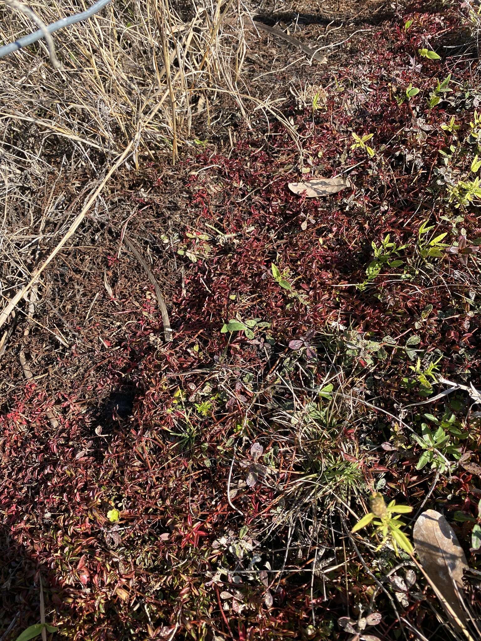 Image of creeping primrose-willow