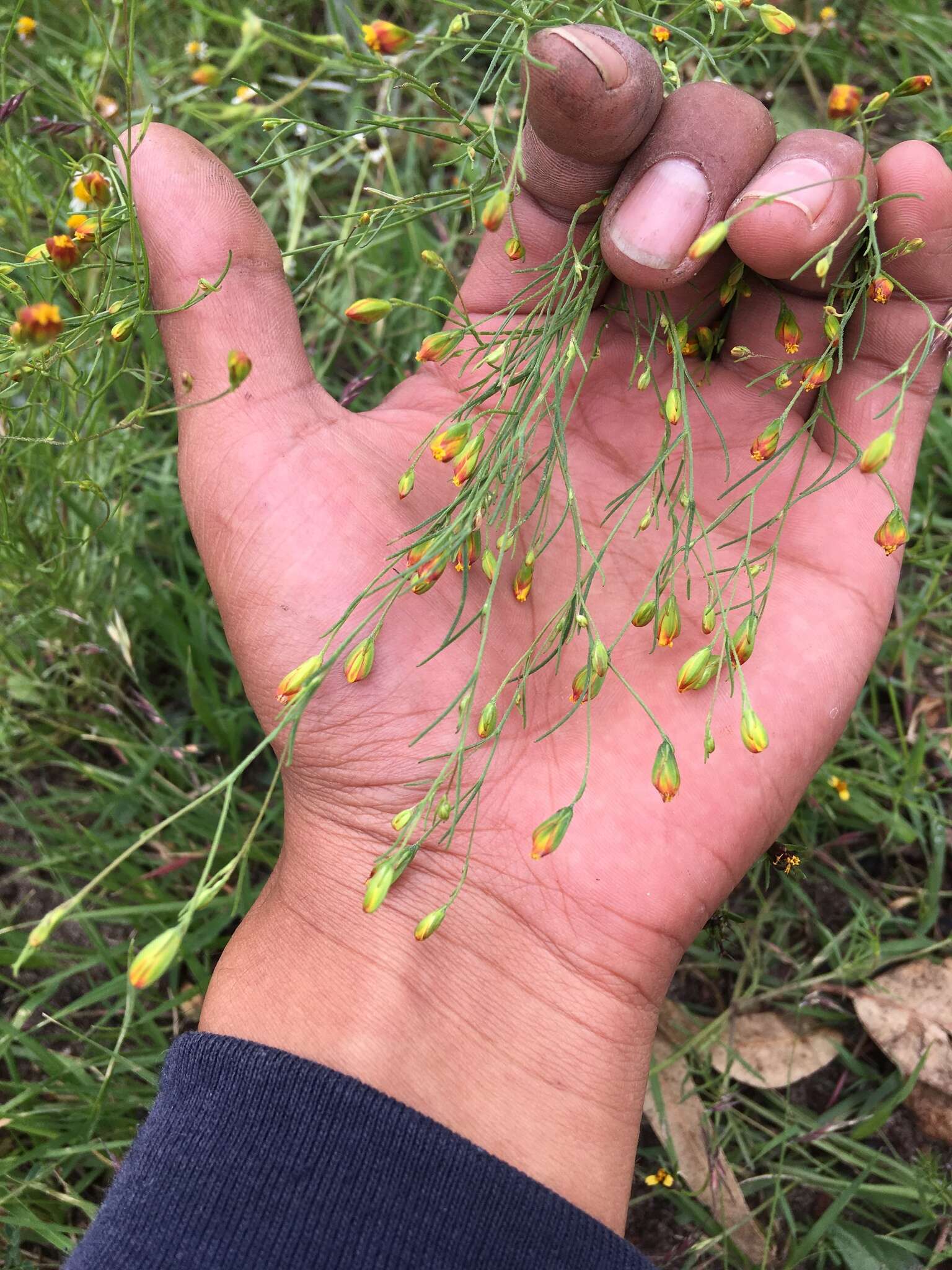 Image de Schkuhria pinnata (Lam.) O. Kuntze