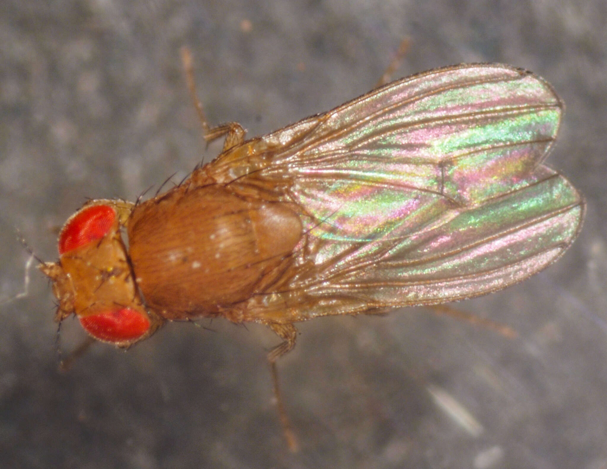 Imagem de Drosophila immigrans Sturtevant 1921